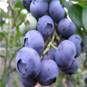 Blueberry 'Chandler'